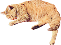 ファーストビュー猫画像２